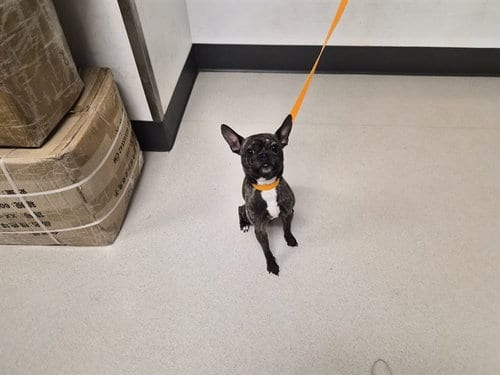 Photo of Kip, adoptable French Bulldog in Corona, California