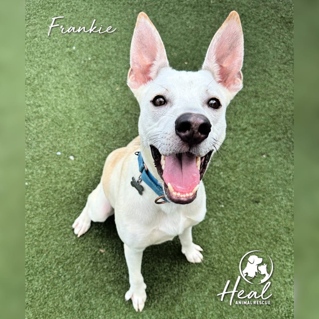 Photo of Frankie, adoptable Mixed Breed (Medium) in Youngwood, Pennsylvania