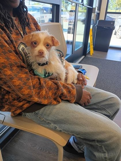 Photo of Baskeat, adoptable dog in Atlanta, Georgia