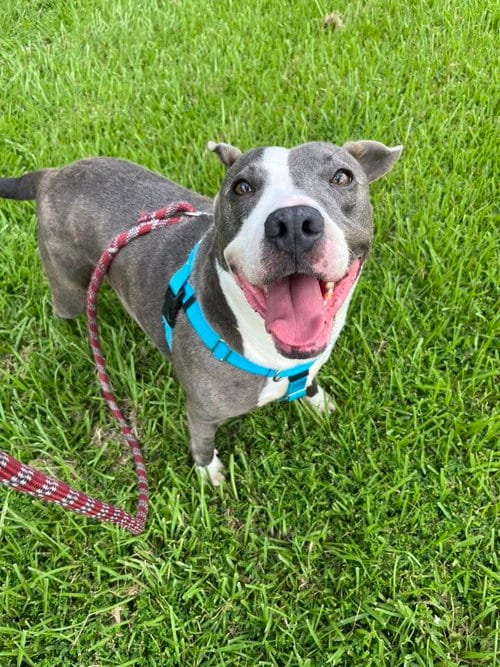 Photo of Gabriel - profesional couch companion, adoptable American Pit Bull Terrier in Oakhurst, New Jersey