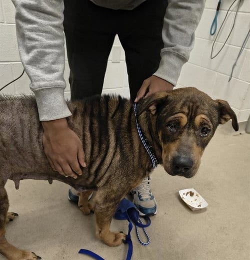 Photo of Hennessy, adoptable German Shepherd Dog in Haw River, North Carolina