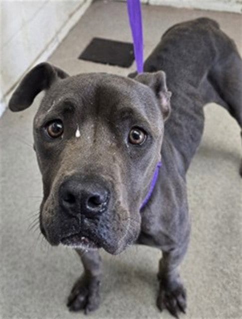 Photo of Yesenia, adoptable Pit Bull Terrier in San Bernardino, California