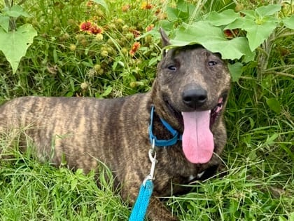 Photo of Pinnacle, adoptable dog in Georgetown, Texas