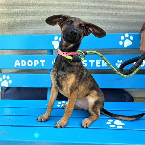 Photo of Pony, adoptable German Shepherd Dog in Long Beach, California