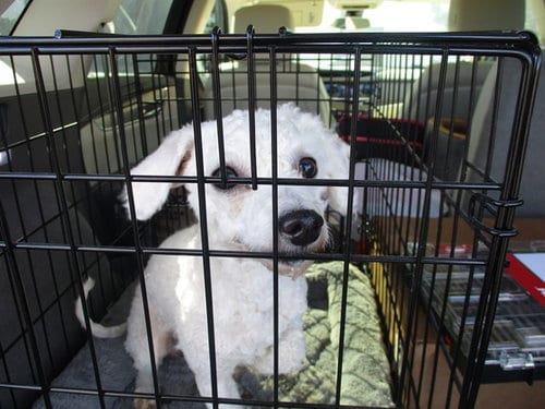 Photo of Lucy, adoptable Bichon Frise in Ocala, Florida