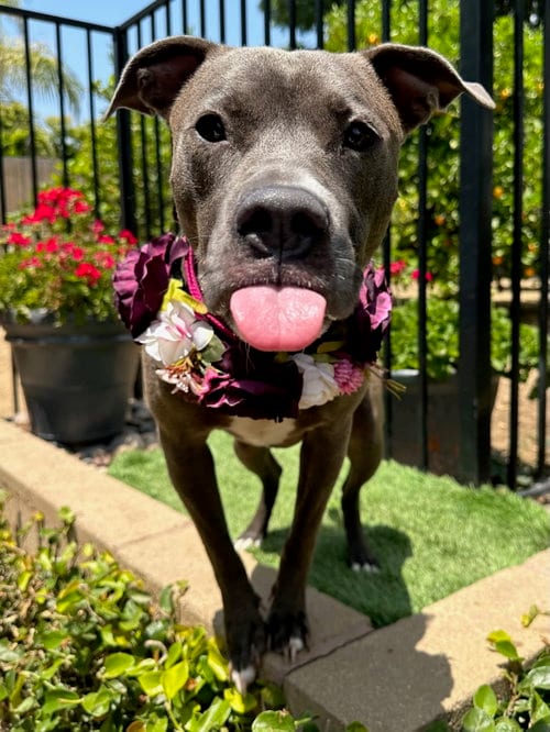 Photo of Jada, adoptable American Pit Bull Terrier in Redlands, California