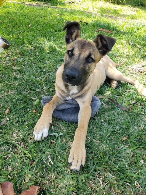 Photo of Dillion, adoptable Shepherd in San Juan Capistrano, California