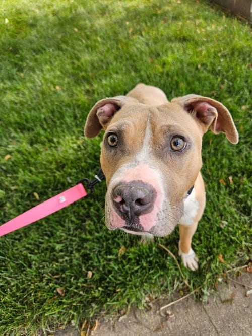 Photo of Tibby, adoptable Pit Bull Terrier in ROSEVILLE, California