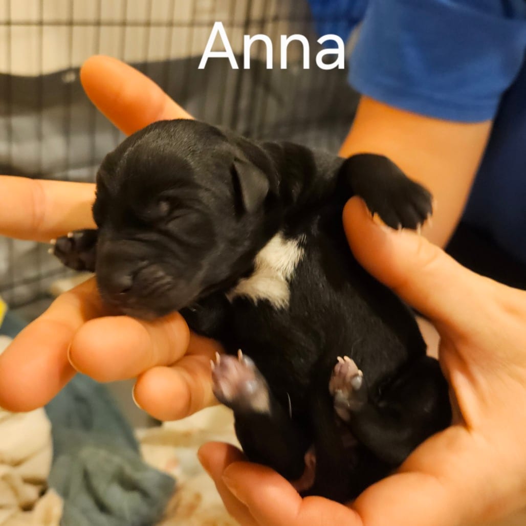 Photo of Selena Pup Anna, adoptable Mixed Breed (Medium) / Mixed Breed (Medium) in Fairfax Station, Virginia