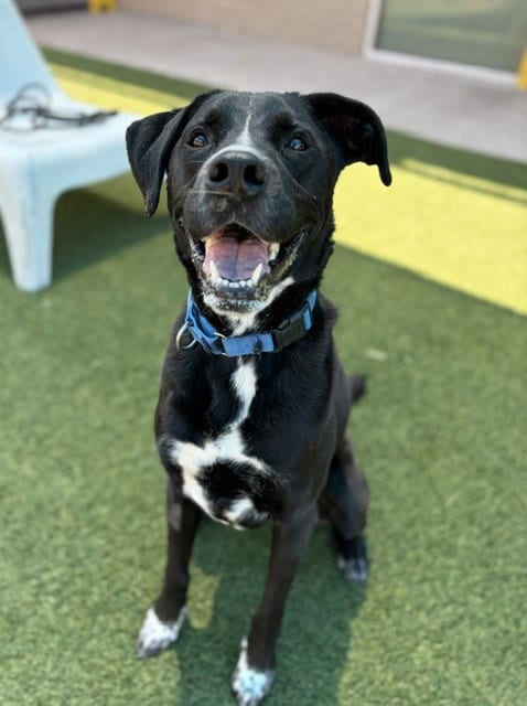 Photo of Bella, adoptable Labrador Retriever in Dallas, Texas