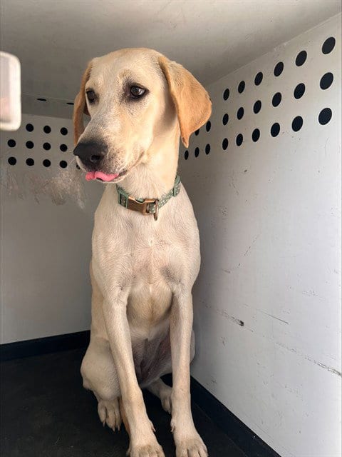 Photo of Bell, adoptable Labrador Retriever in Bakersfield, California