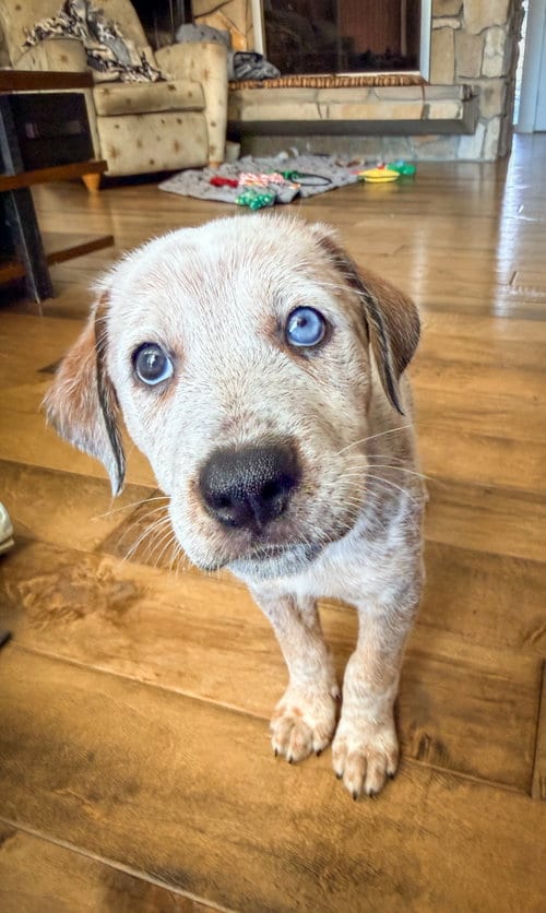 Photo of Emma’s Ladybug, adoptable Cattle Dog in San Diego, California