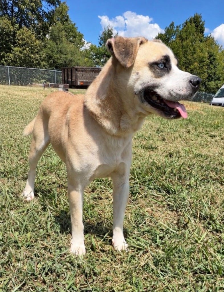 Photo of Cassian, adoptable Pit Bull Terrier in Chickamauga, Georgia