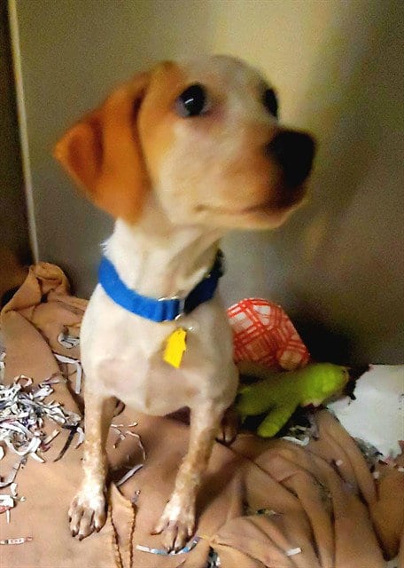 Photo of Grimhilde, adoptable Basset Hound in St Louis, Missouri
