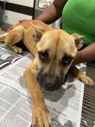 Photo of Lunah, adoptable dog in Atlanta, Georgia
