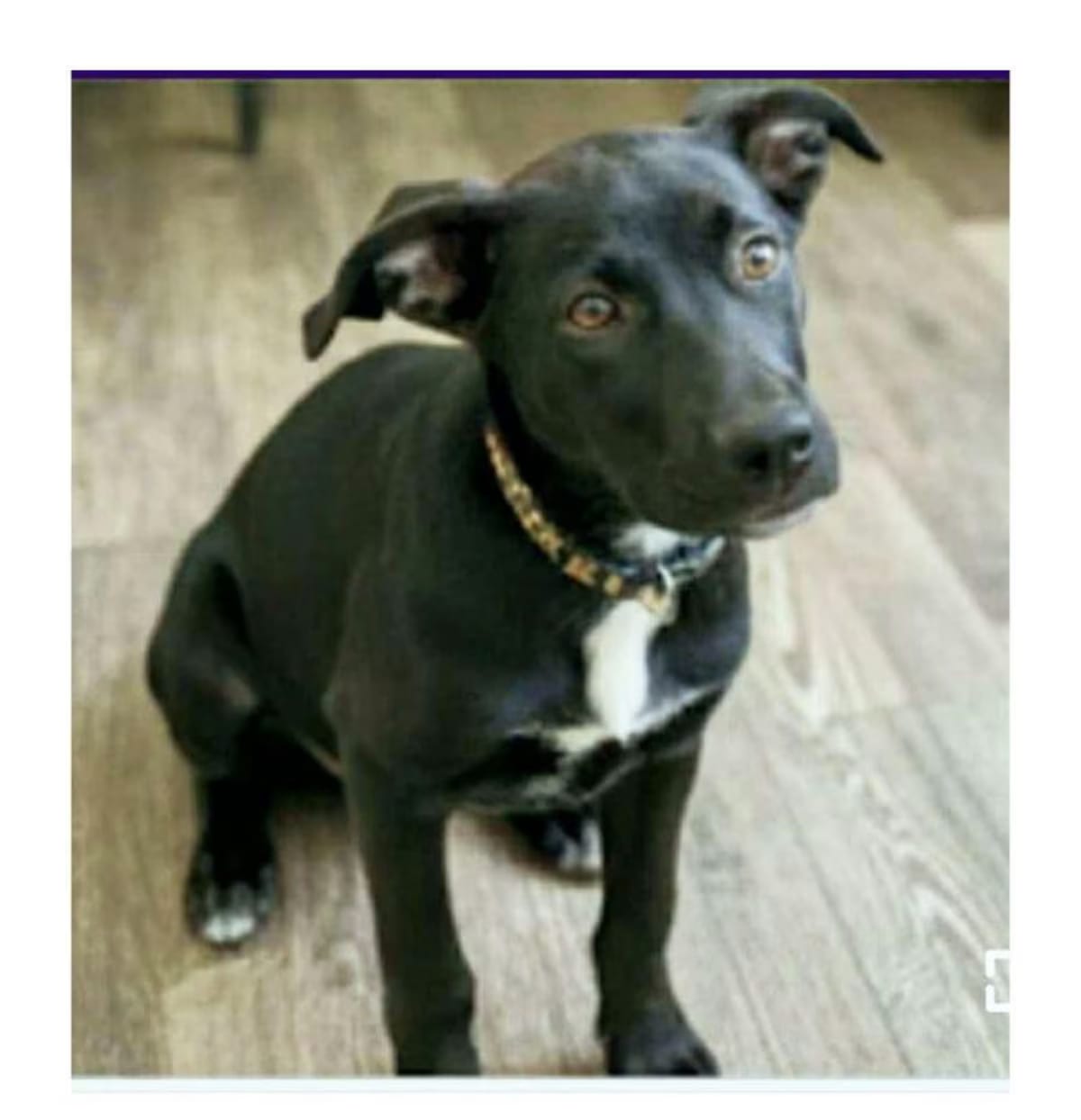 Photo of Vader, adoptable German Shepherd Dog Labrador Retriever in Melbourne, Arkansas