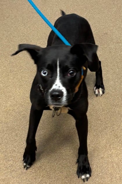 Photo of Chandelier, adoptable dog in Chamblee, Georgia
