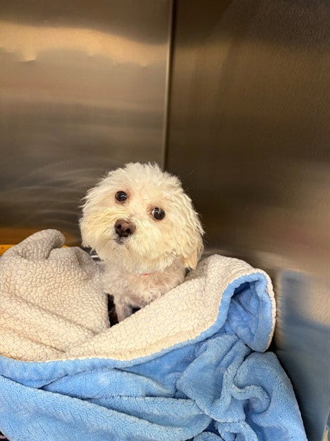 Photo of Illiana, adoptable Maltese in Moreno Valley, California