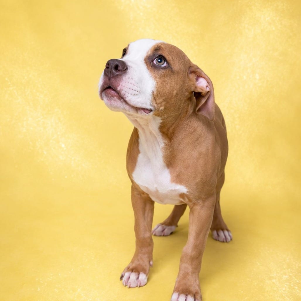 Photo of Rusty, adoptable Mixed Breed (Medium) in Summerville, South Carolina