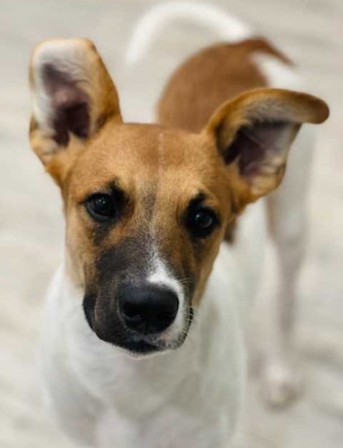 Photo of Olaft, adoptable Sheep Dog in Amarillo, Texas