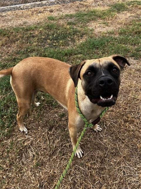 Photo of Howdie, adoptable Labrador Retriever in Corpus Christi, Texas