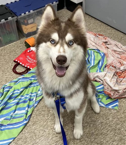 Photo of Wolfe, adoptable Siberian Husky in Boston, Massachusetts