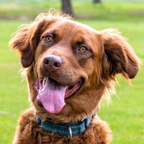Photo of June Carter, adoptable Golden Retriever in Laramie, Wyoming