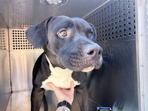 Photo of Presto, adoptable American Pit Bull Terrier in Phoenix, Arizona