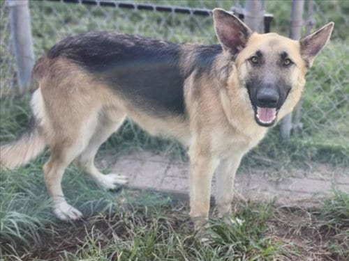 Photo of Sultan, adoptable German Shepherd Dog in Houston, Texas