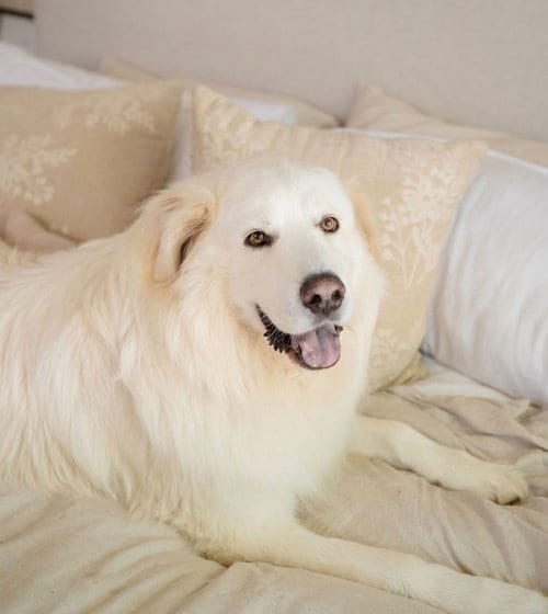 Photo of Bailey, adoptable Great Pyrenees in Dallas, Texas