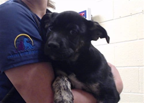 Photo of Ash, adoptable Pit Bull Terrier in Denver, Colorado