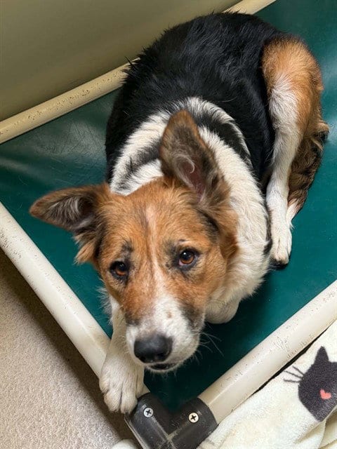 Photo of Phoebe, adoptable Border Collie in Lompoc, California