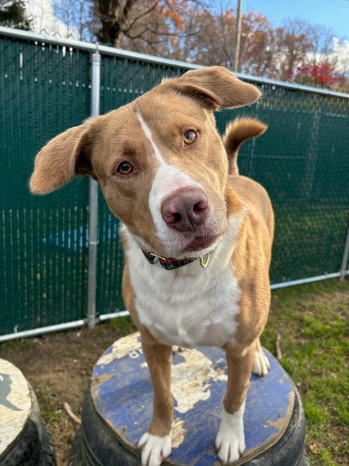 Photo of AC - Sarge, adoptable Catahoula Leopard Dog in Brewster, New York