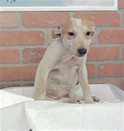 Photo of Maggie, adoptable Labrador Retriever in Houston, Texas