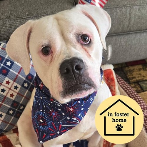 Photo of Cordelia, adoptable American Bulldog in St Louis, Missouri