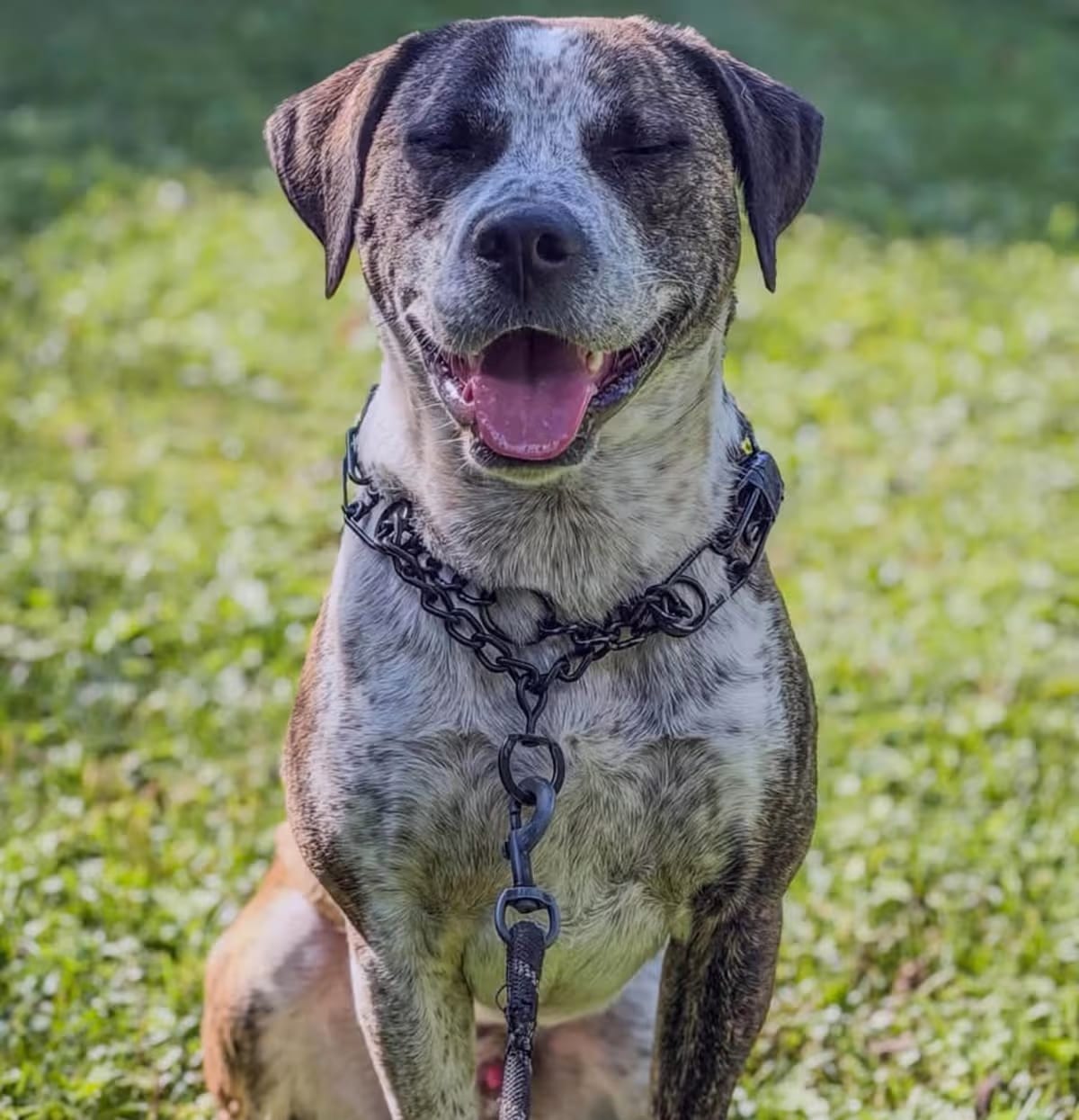 Photo of Gunge, adoptable German Shorthaired Pointer/Catahoula Leopard Dog in Nashville, Tennessee