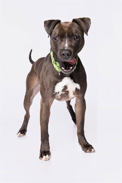 Photo of Roscoe, adoptable American Bulldog in Miami, Florida