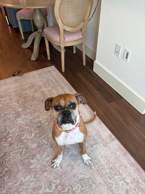 Photo of Dolly, adoptable Boxer in Austin, Texas