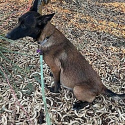 Photo of Eevee located in Arizona, adoptable Belgian Malinois in Imlay City, Michigan