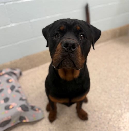 Photo of Mr. Mittens, adoptable Rottweiler in Brighton, Colorado