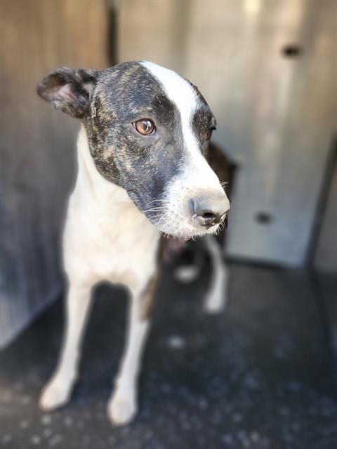 Photo of Lexi, adoptable Labrador Retriever in San Antonio, Texas