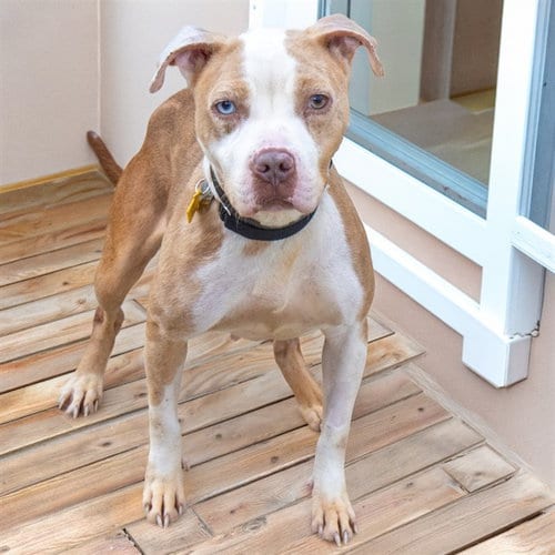 Photo of Sienna, adoptable Pit Bull Terrier in Maryland, Missouri