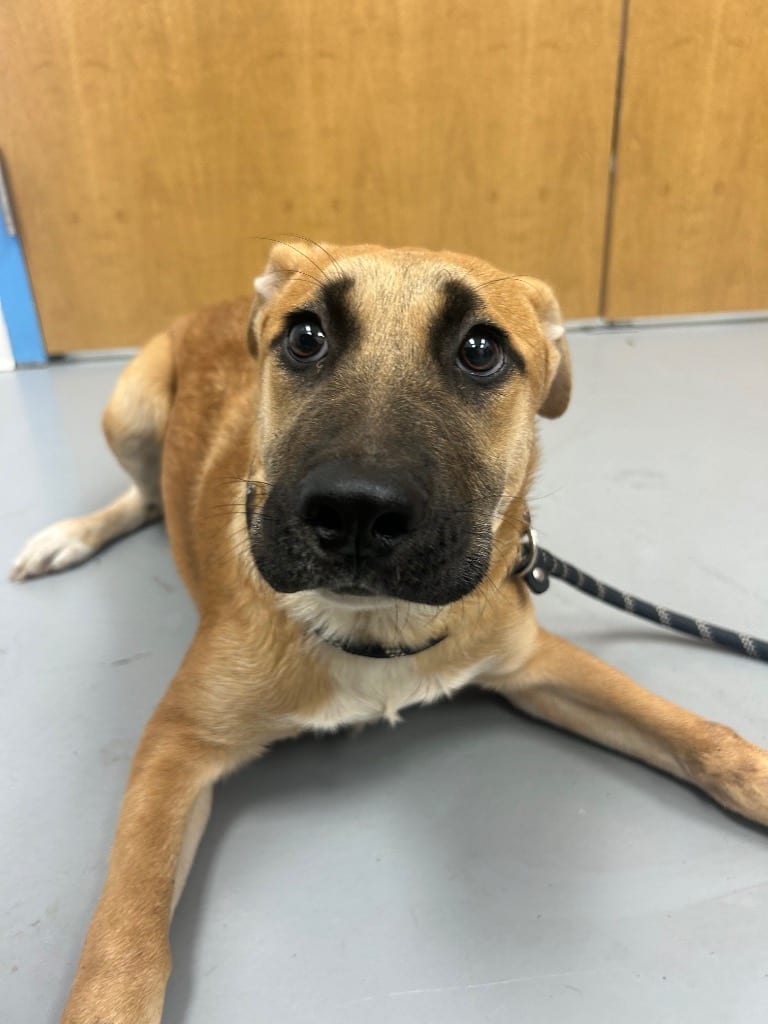 Photo of Francess (Fx3), adoptable Shepherd in Hartsville, South Carolina