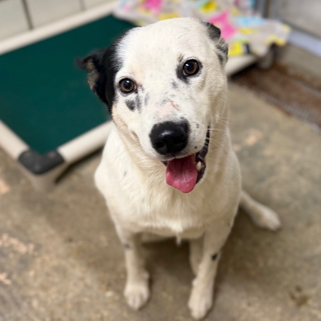 Photo of Oreo Milkshake, adoptable Cattle Dog, Australian (Blue Heeler) / Shepherd, Australian in Starkville, Mississippi