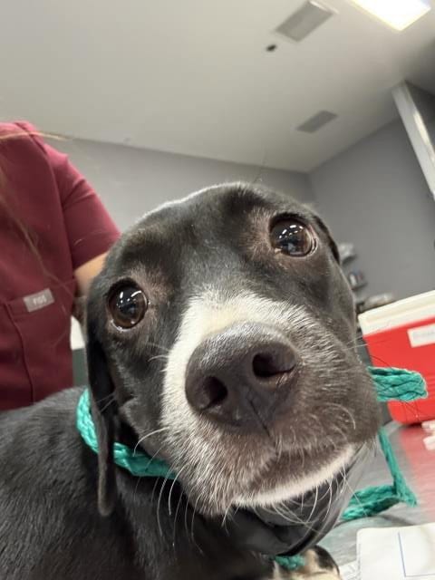 Photo of Sally, adoptable Chihuahua in Riverside, California