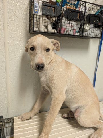 Photo of Pup 15, adoptable Pit Bull Terrier in Bakersfield, California