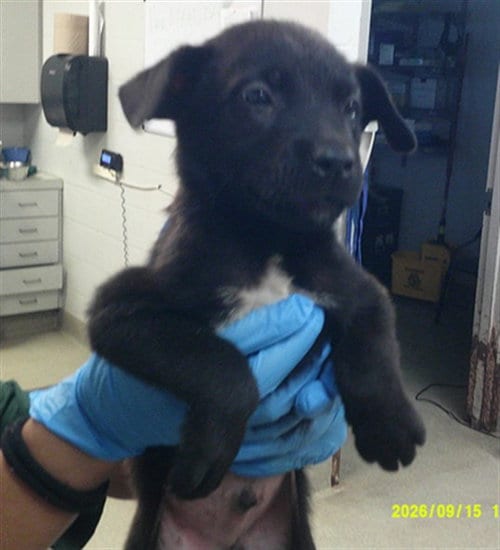 Photo of A480708, adoptable German Shepherd Dog in Oklahoma City, Oklahoma
