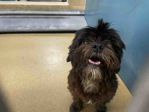 Photo of Coconut, adoptable Shih Tzu in Carlsbad, California