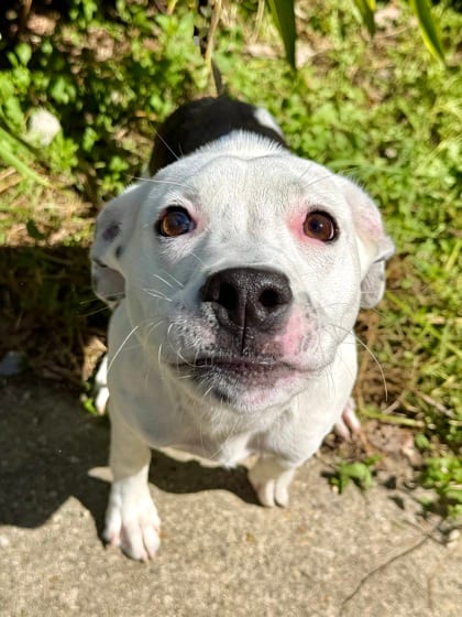 Photo of Orca, adoptable Terrier in New Orleans, Louisiana