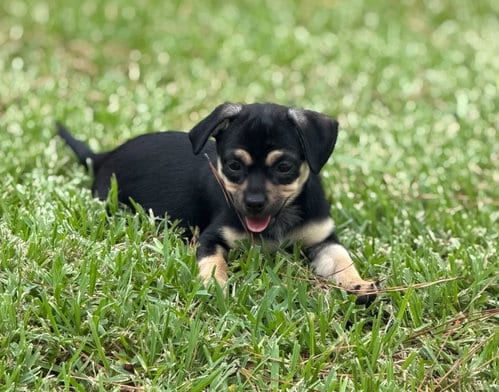 Photo of Poppy, adoptable Chihuahua in The Woodlands, Texas